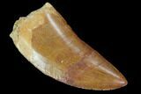 Serrated, Carcharodontosaurus Tooth - Morocco #99304-1